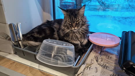 Maine-coon-house-cat-decides-to-nest-in-the-dish-tray-on-the-kitchen-cabinet