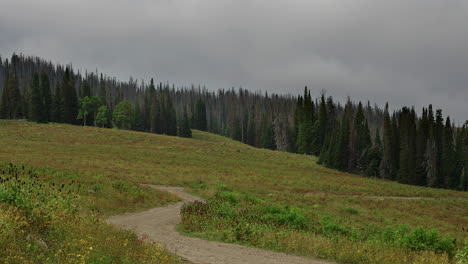 Slope-Mountain-With-Spruce-Tree-Forest-During-Cloudy-Day