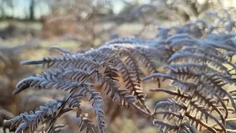 Frost-Bedeckt-Farnblätter,-Die-In-Der-Saisonalen-Ländlichen-Parkland-Winterlandschaft-Eingefroren-Sind