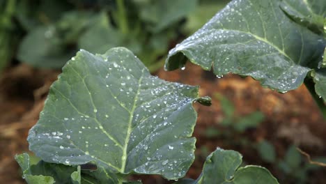 Green-Broccoli-leaves-with-dew