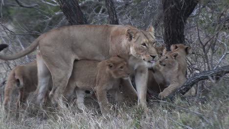 Adorable-footage-of-a-lionesses-gently-interacting-with-her-playful-cubs-in-the-wild