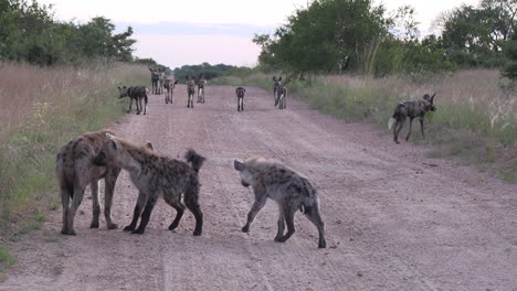 Eine-Gruppe-Hyänen-Interagiert-Miteinander,-Im-Hintergrund-Sind-Afrikanische-Wildhunde-Zu-Sehen
