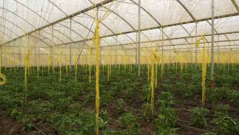 Greenhouse-in-Kenya.-Yellow-strings-hanging