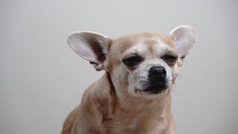 Adorable-Retrato-De-Chihuahua-Marrón-Claro