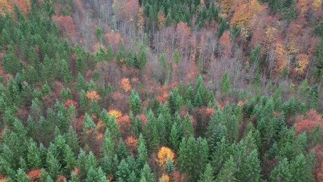Top-down-aerial-view-of-the-needle-forest-in-high-altitude-alepine-region
