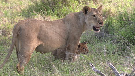 An-alert-lioness-stands-on-guard-with-her-cub-at-her-feet