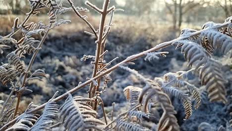 Weißer-Reif-Bedeckt-Farnblätter,-Die-In-Der-Saisonalen-Ländlichen-Winterszene-Eingefroren-Sind