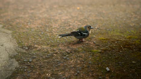 Nahaufnahme-Eines-Vogels,-Gefilmt-Auf-Madeira,-Portugal,-Bei-Tageslicht,-Gefilmt-In-4K