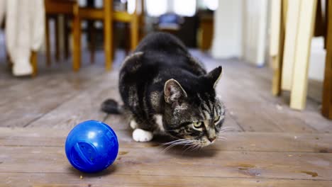 Beautiful-rescue-cat-with-a-treats-ball,-pretty-eyes,-enjoying-his-new-life,-wooden-floors,-dining-room-back-ground