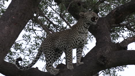 Ein-Leopard-Im-Baum,-Der-Sich-Umherbewegt,-Sich-Umschaut-Und-An-Den-Blättern-Riecht