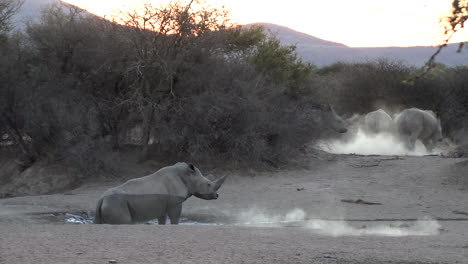 A-rhino-rises-from-a-small-pool,-startling-the-others-and-creating-a-cloud-of-dust
