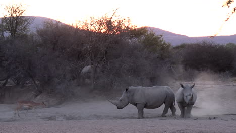 Rinoceronte-Blanco-Y-Antílope-Impala-En-Un-Pequeño-Agujero-Para-Beber-En-La-Sabana-Del-Kalahari