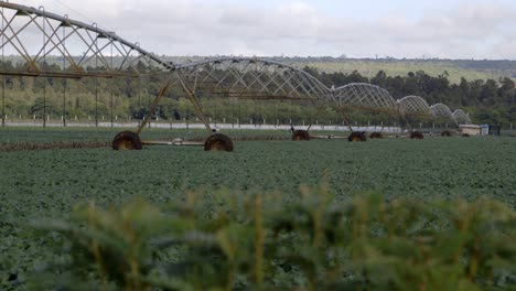 Irrigation-system-on-broccoli-field-in-Kenya