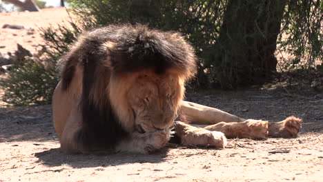 A-kalahari-male-lion-with-a-dark-mane-nibbles-and-licks-his-paw