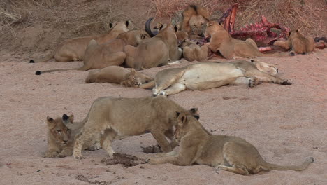 Lion-cubs-play-while-the-adults-feast-on-a-kill-in-the-background