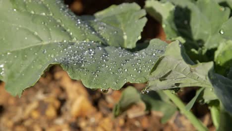 Close-up-leaf-of-broccoli-with-drops-of-water-shaking-in-the-wind