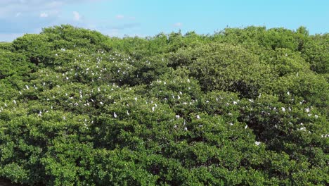 Aerial-view-of-flock-of-white-birds-perched-on-green-trees-on-La-Matica-Island-in-Playa-Boca-Chica-,-Dominican-Republic