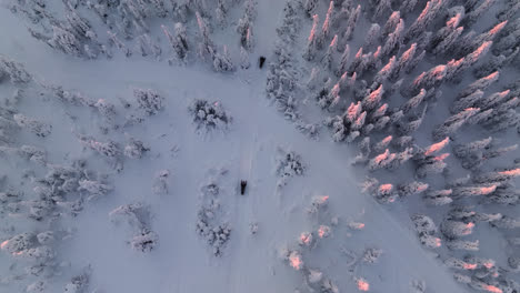 Aerial-view-following-snowmobiles-in-middle-of-snowy-mountain-forest,-sunset-in-Lapland