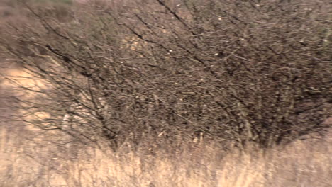 Uno-De-Los-Rinocerontes-Negros-En-Peligro-De-Extinción-Caminando-Por-La-Sabana-Del-Kalahari