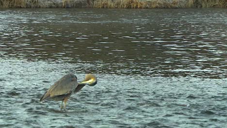 Great-blue-heron-standing-a-river-preening