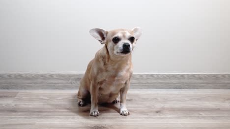 Süße-Hellbraune-Chihuahua-Sitzen-Und-Schauen-In-Die-Kamera