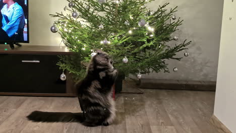 Maine-coon-cat-playing-with-Christmas-tree-ornaments