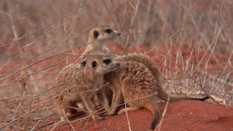 Meerkats-huddled-together-to-groom-each-other
