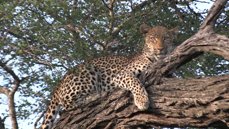 Ein-Leopard-In-Einem-Baum,-Der-In-Die-Kamera-Schaut
