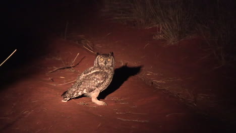 A-spotted-eagle-owl-sits-on-the-red-Kalahari-sand-at-night-looking-for-prey