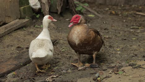 Domestic-duck-and-rooster-walk-on-the-ground.-Background-of-old-farm.-Search-of-food