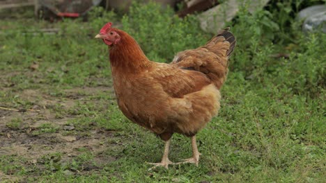 Domestic-brown-chicken-walk-on-the-ground.-Background-of-green-grass-in-farm.-Search-of-food