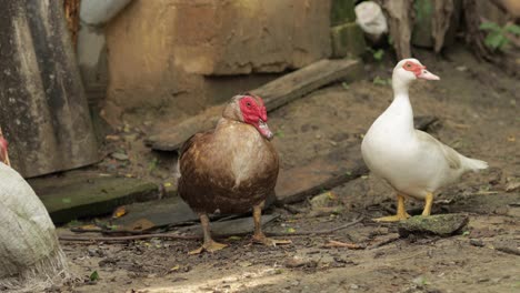 Domestic-white-and-brown-duck-and-rooster-walk-on-the-ground.-Background-of-old-farm.-Search-of-food
