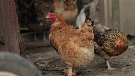 Domestic-chickens-walk-on-the-ground.-Background-of-old-farm.-Search-of-food
