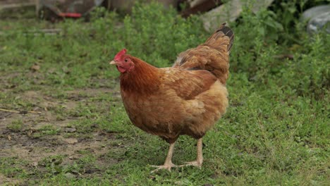 Domestic-brown-chicken-walk-on-the-ground.-Background-of-green-grass-in-farm.-Search-of-food