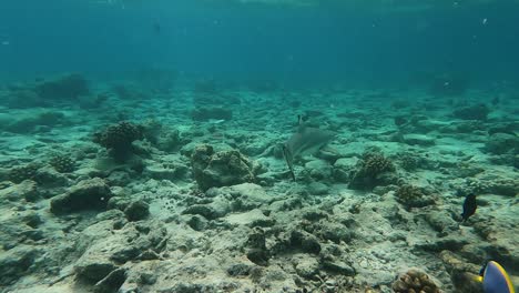 Large-Blacktip-reef-shark-up-close-whilst-snorkelling-in-crystal-clear-waters-of-the-Maldives-at-Malahini-Kuda-Bandos