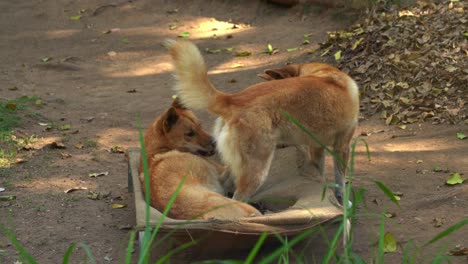 Two-domesticated-Australia's-wild-dog,-dingo,-canis-familiaris-relaxing-in-the-enclosure,-wondering-around-its-surrounding-environment,-close-up-shot-of-Australian-native-wildlife-species