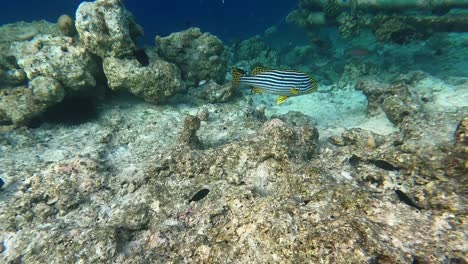 Stunning-Indian-Ocean-Oriental-Sweetlip-fish-up-close-whilst-snorkelling-in-crystal-clear-waters-of-the-Maldives-at-Malahini-Kuda-Bandos