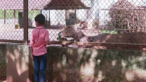 A-boy-feeding-a-deer-,-Leaves-are-given-to-the-animals-inside-the-zoo,-A-zoo-in-India