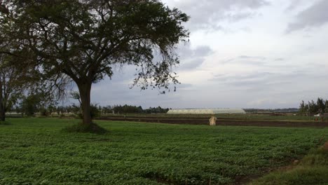 Brokkoli-Farm-Und-Gewächshäuser-Im-Hintergrund-In-Kenia