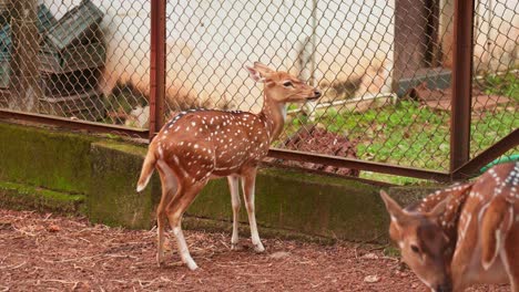 A-deer-poking-its-head-through-a-wire-fence,-a-deer-,-Deer-at-the-zoo