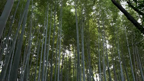 Sanft-Wiegende-Dichte-Bambuswaldstiele