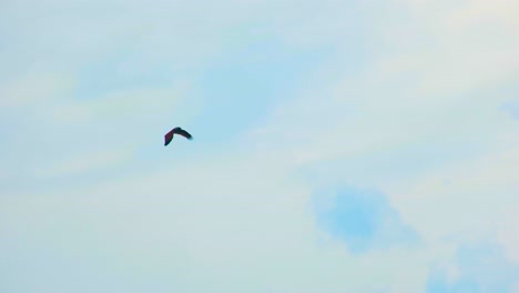 Pájaro-Solitario-Volando-Por-El-Cielo-Despejado-Durante-El-Día-En-Un-Día-Nublado