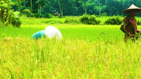 Los-Agricultores-Están-Cuidando-Las-Plantas-De-Arroz-En-Un-Arrozal,-Bangladesh