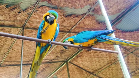 A-Couple-Of-Macaw-Parrots-Perching-On-Wildlife-Zoo-Park
