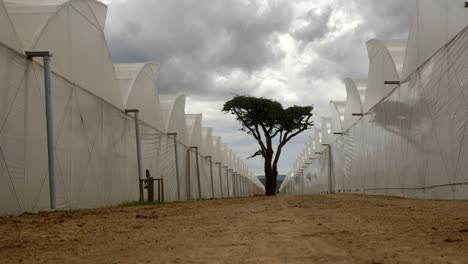 Afrikanischer-Baum-Auf-Der-Erde-Zwischen-Gewächshaus-Auf-Einer-Kenianischen-Blumenfarm
