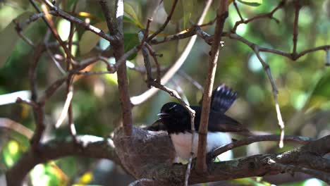 Protective-mother-Willie-wagtail,-rhipidura-leucophrys-hop-onto-the-nest-on-a-tree-branch,-sit-above-its-offsprings,-brooding-and-incubating-during-breeding-season-at-Boondall-wetlands-environment