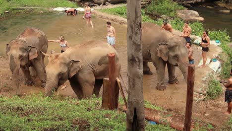 Adultos-Jóvenes-Bañan-A-Los-Elefantes-En-Barro-Y-Frotan-La-Piel-Con-Tierra-En-El-Santuario-Tailandés