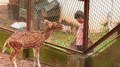 The-deer-are-fed-leaves-inside-the-wire-fence-,-A-boy-feeding-a-deer-,-Deer-at-the-zoo