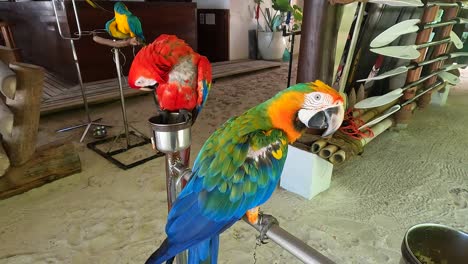 Funny-Maldivian-parrot,-tourist-gets-too-close-and-almost-pecked:-Malahini-Kuda-Bandos,-Maldives
