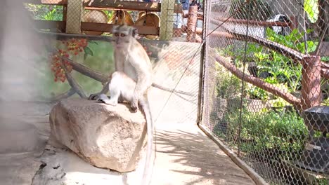 Primatenleben-Im-Zoo